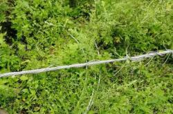 佛罗伦萨防线失误频出，需紧急修补的简单介绍